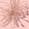 Схема вышивки «Цветок в розовых тонах»