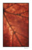 Схема вышивки «Кленовый лист»