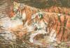 Тигры в воде: оригинал