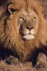 Схема вышивки «Лев-царь зверей»
