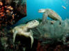 Схема вышивки «Морские черепахи»
