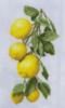 Схема вышивки «Lemons»