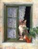 Котик на окне: оригинал