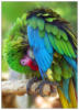 Схема вышивки «Зеленый попугайчик»