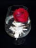 Схема вышивки «Роза с кораллом в бокале»