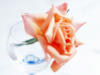 Схема вышивки «Персиковая роза в бокале»