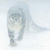 Snow Leopard: оригинал