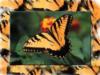 Тигровая бабочка: оригинал