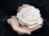 Схема вышивки «Белая Роза»