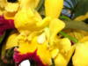 Схема вышивки «Желтые орхидеи»