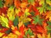 Схема вышивки «Осенние листочки»