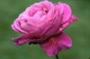Схема вышивки «Роза фиолетовая»