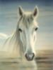 Схема вышивки «Белая лошадь (худ. Тисленко В.)»