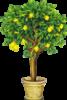 Схема вышивки «Лимонное дерево»