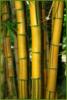 Схема вышивки «В зарослях бамбука»