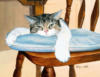 Схема вышивки «Ленивый кот»