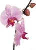 Схема вышивки «Живые орхидеи»
