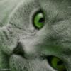 Зеленоглазый кот: оригинал