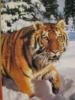 Схема вышивки «А в Сибири тоже тигры....»