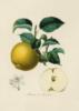 Схема вышивки «Серия ботаника-яблоко»
