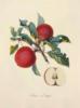 Схема вышивки «Серия ботаника-яблоко»