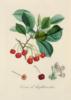 Схема вышивки «Серия ботаника-черешня»