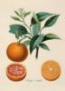 Схема вышивки «Серия ботаника-апельсин»