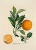 Схема вышивки «Серия ботаника-апельсин»