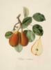 Схема вышивки «Серия ботаника-груша»