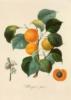 Схема вышивки «Серия ботаника-персик»
