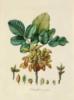 Схема вышивки «Серия ботаника-миндаль»