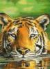 Схема вышивки «Плавающий тигр»