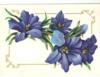 Схема вышивки «Синие цветы»