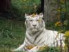 Схема вышивки «Тигр белый»