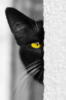 Схема вышивки «Черня кошка»