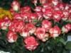 Схема вышивки «Розовые розы »