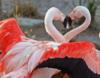 Схема вышивки «Влюбленные фламинго»
