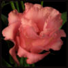 Схема вышивки «Подушка - Pink Rose»