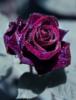 Схема вышивки «Розы бывают разные- фиолетовая»