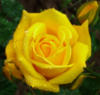 Схема вышивки «Подушка-желтая роза»