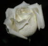 Схема вышивки «Подушка-снежная роза»