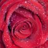 Схема вышивки «Серия сердце розы (подушка)»