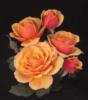 Схема вышивки «Персиковые розы»