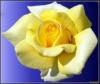 Схема вышивки «Цветок розы»