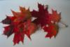 Схема вышивки «Осенний лист-ты мне приснись»