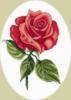 Схема вышивки «Утренняя роза»