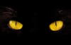 Кошачьи глаза: оригинал