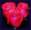 Схема вышивки «Сердце из роз»