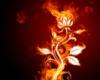 Огненный цветок: оригинал