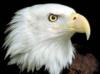 Белоголовый орлан: оригинал